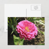 Roze Zinnia Briefkaart (Voorkant / Achterkant)