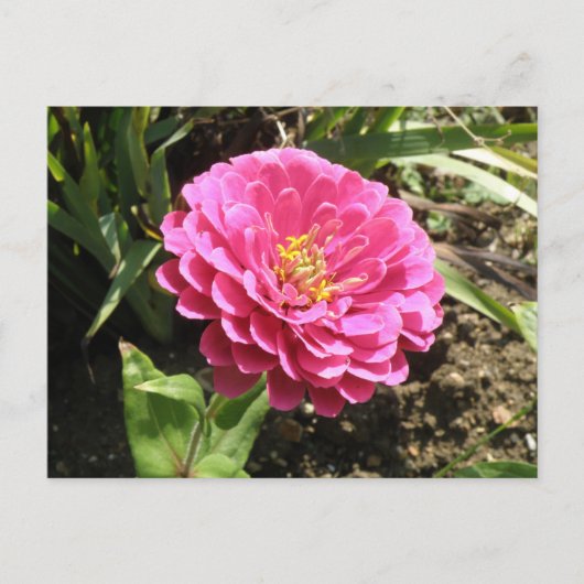 Roze Zinnia Briefkaart (Voorkant)