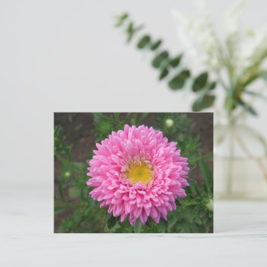 Roze Zinnia Briefkaart (Staand voorkant)
