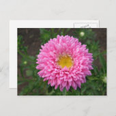 Roze Zinnia Briefkaart (Voorkant / Achterkant)