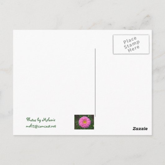 Roze Zinnia Briefkaart (Achterkant)
