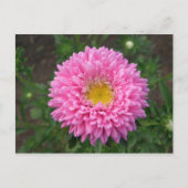 Roze Zinnia Briefkaart (Voorkant)