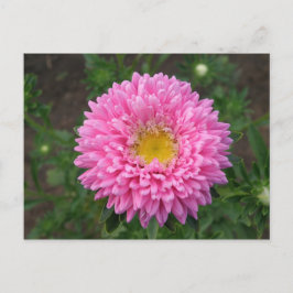 Roze Zinnia Briefkaart