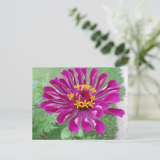 Roze Zinnia Briefkaart (Staand voorkant)