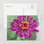 Roze Zinnia Briefkaart (Voorkant / Achterkant)