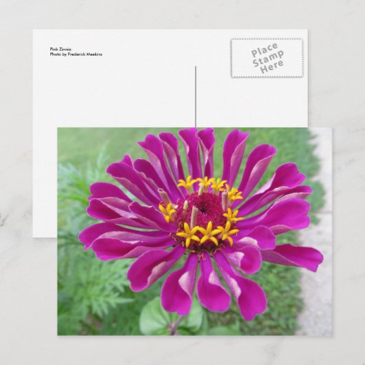 Roze Zinnia Briefkaart (Voorkant / Achterkant)