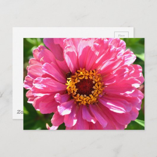 Roze Zinnia Briefkaart (Voorkant / Achterkant)