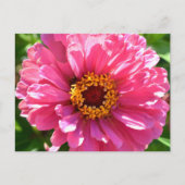 Roze Zinnia Briefkaart (Voorkant)