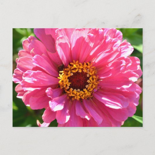 Roze Zinnia Briefkaart (Voorkant)