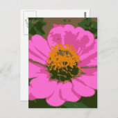 Roze Zinnia Briefkaart (Voorkant / Achterkant)