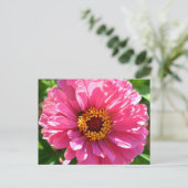 Roze Zinnia Briefkaart (Staand voorkant)