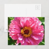 Roze Zinnia Briefkaart (Voorkant / Achterkant)
