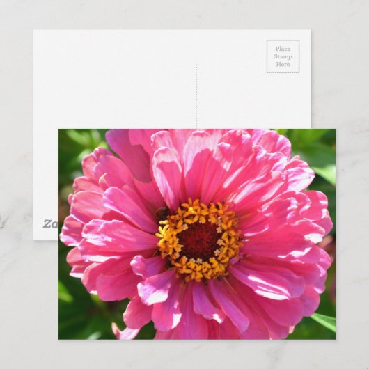 Roze Zinnia Briefkaart (Voorkant / Achterkant)