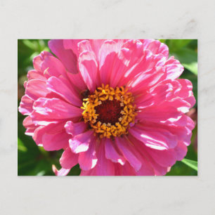 Roze Zinnia Briefkaart