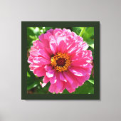 Roze Zinnia Canvas Afdruk (Voorkant)