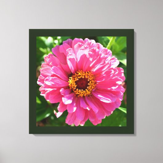 Roze Zinnia Canvas Afdruk (Voorkant)