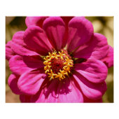 Roze Zinnia Elegans Perfect Poster (Voorkant)