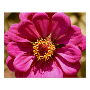 Roze Zinnia Elegans Perfect Poster