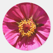 Roze Zinnia Elegans Ronde Sticker (Voorkant)