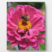 Roze Zinnia en Bumble bee Fotoplaat (Voorkant)