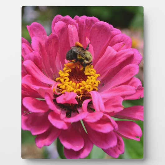 Roze Zinnia en Bumble bee Fotoplaat (Voorkant)