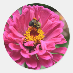 Roze Zinnia en Bumble bee Ronde Sticker