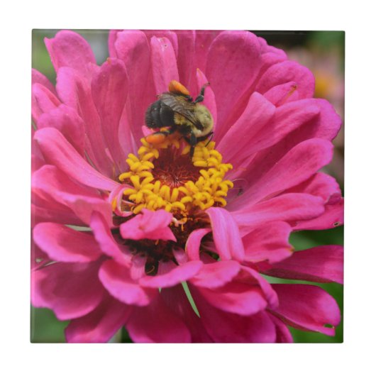 Roze Zinnia en Bumble bee Tegeltje (Voorkant)