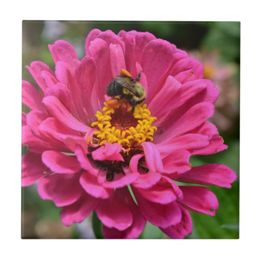 Roze Zinnia en Bumble bee Tegeltje (Voorkant)