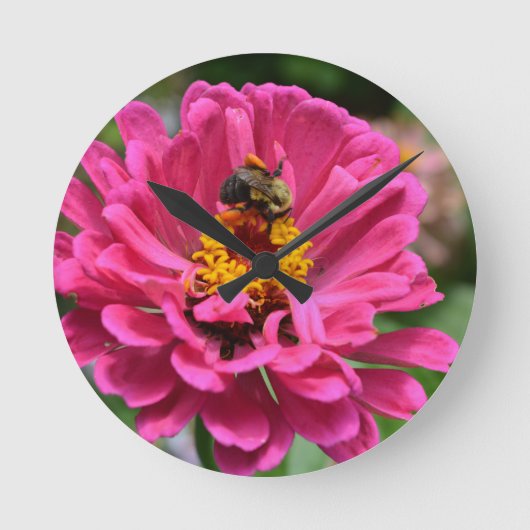 Roze Zinnia en stuntelt bij Ronde Klok (Voorkant)
