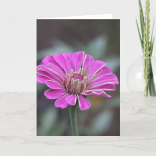 Roze Zinnia Flower Kaart 5 x 7 (blanco binnenkant)