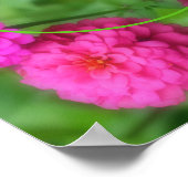 Roze Zinnia Flowers Lijst Creëer Uw eigen foto Poster (Hoek)