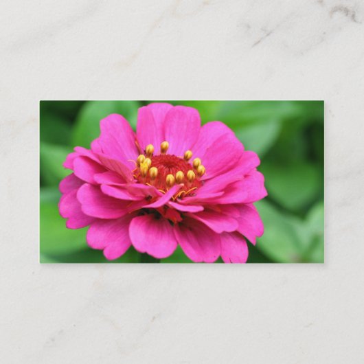 Roze Zinnia Flowers Visitekaartje (Achterkant)