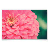 Roze Zinnia Foto Afdruk (Voorkant)