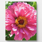 Roze Zinnia Fotoplaat (Voorkant)