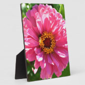 Roze Zinnia Fotoplaat (Zijkant)
