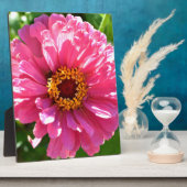 Roze Zinnia Fotoplaat (Zijkant)