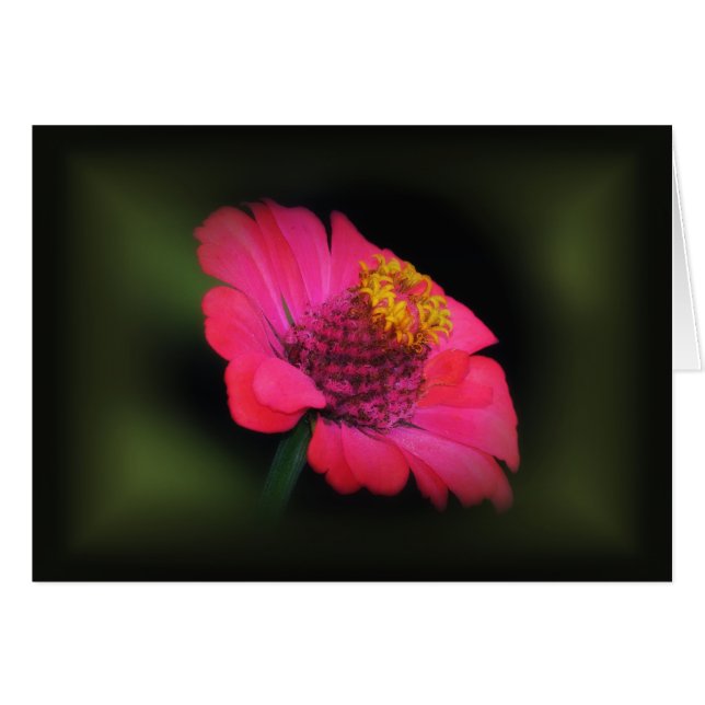 Roze Zinnia Glow (Voorkant Horizontaal)