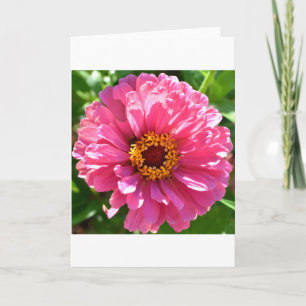 Roze Zinnia Kaart