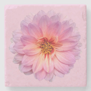 Roze Zinnia Lichtroze Achtergrond Stenen Onderzetter