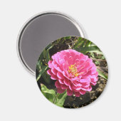 Roze Zinnia Magnet (Voorkant / Achterkant)
