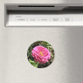 Roze Zinnia Magnet (Insitu (Vaatwasser))
