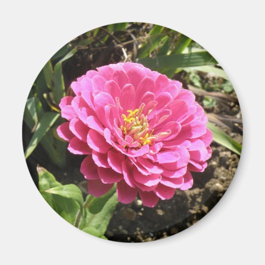 Roze Zinnia Magnet (Voorkant)