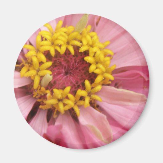  Roze Zinnia Magnet (Voorkant)