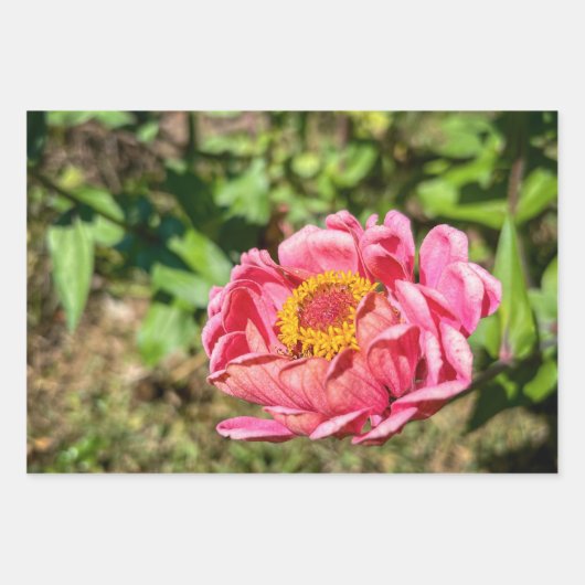 Roze Zinnia met Geel Centrum Inpakpapier Vel (Voorkant 3)