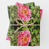 Roze Zinnia met Geel Centrum Inpakpapier Vel (In situ)