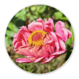 Roze Zinnia met geel middelste tapijt Keramische Knop