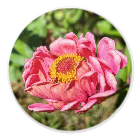 Roze Zinnia met geel middelste tapijt Keramische Knop (Voorkant)