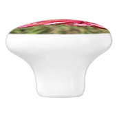 Roze Zinnia met geel middelste tapijt Keramische Knop (Zijkant)