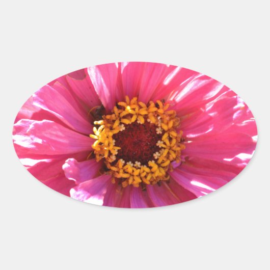 Roze Zinnia Ovale Sticker (Voorkant)