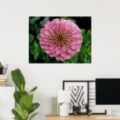 Roze Zinnia Poster (Thuiskantoor)